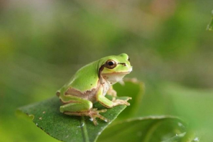 Далекосхідна земляка: особливості життя та відтворення Далекосхідна земляка: особливості життя та відтворення